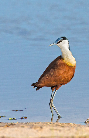 African Jacana