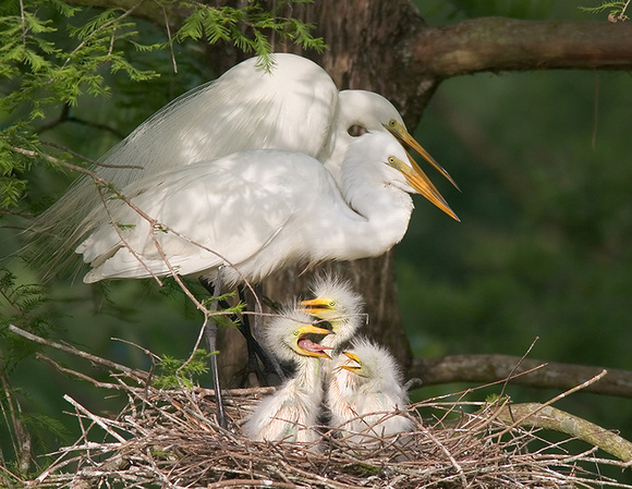 Great Egret Family on Nest