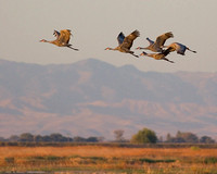 Sandhill Cranes