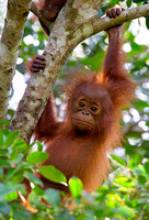 Baby Orangutan