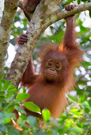 Baby Orangutan