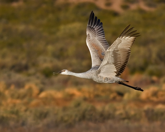 Juvenile Sandhill Crane