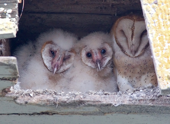Barn Owl Parent and Owlets
