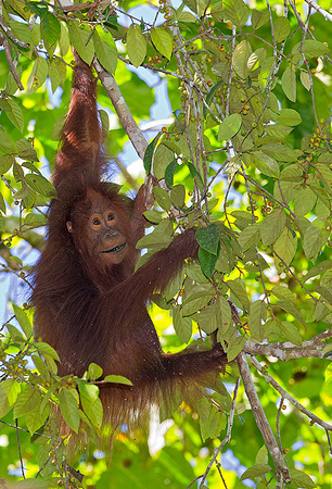 Orangutan Foraging