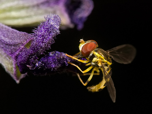 Syrphid Fly