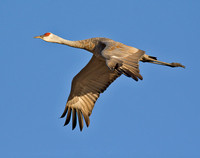 Sandhill Crane