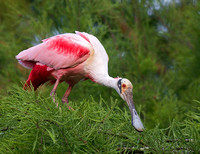 Roseate Spoonbill Peering Down