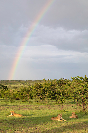 Lions Relaxing Under Rainbow After Storm