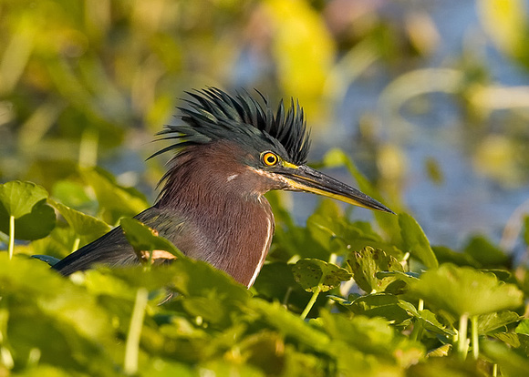 Green Heron