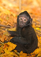 Black-Crested Macaque Juvenile