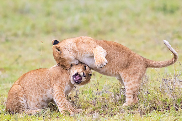 Lion Cubs Playing