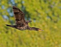 Cormorant