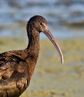 Glossy Ibis