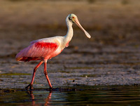 Roseate Spoonbill