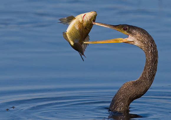 Anhinga with Fish