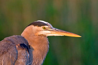 Great Blue Heron at First Light