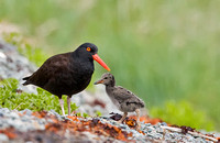 Oystercatcher Parent and Young