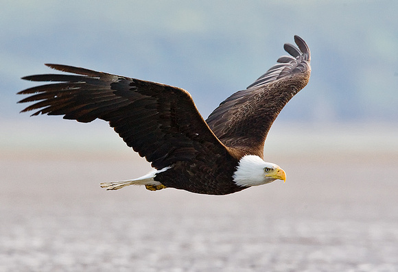 Bald Eagle Flying Over Tidal Flats