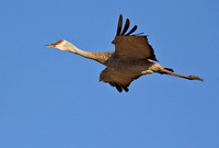 Sandhill Crane
