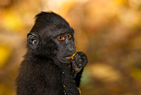 Black-Crested Macaque