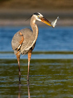 Great Blue Heron with Fish