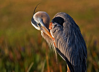 Great Blue Heron Preening