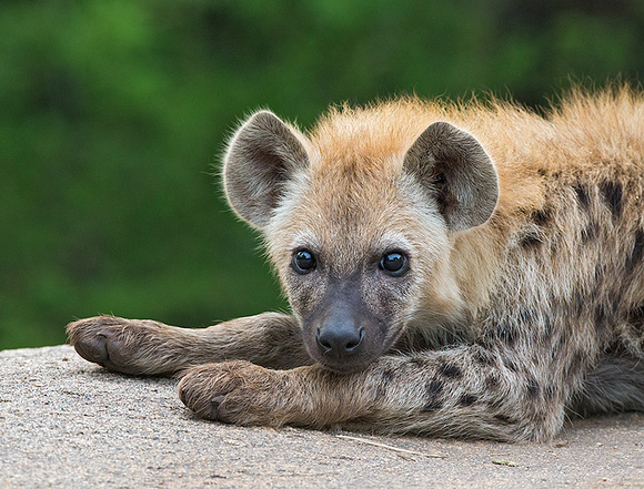 Hyena Pup
