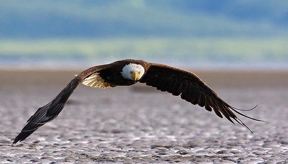 Bald Eagle Flying Over Tidal Flats