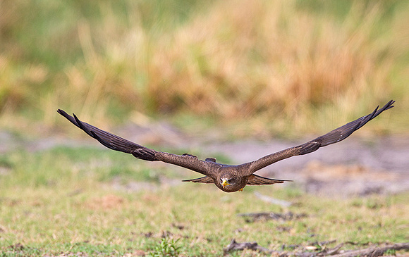 Yellow-Billed Kite