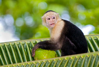 White-Faced Capuchin Monkey Eating Coconut