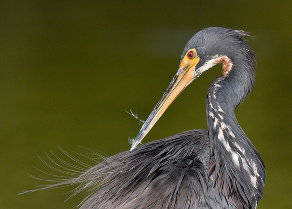 Tricolored Heron Preening