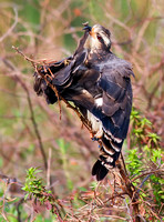 Snail Kite Preening