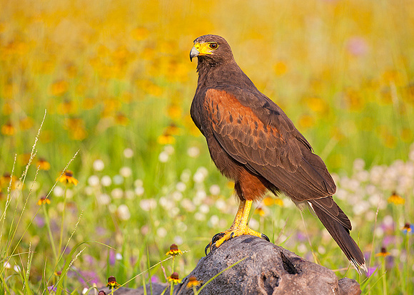 Harris's Hawk