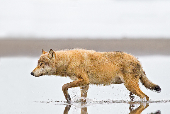 Gray Wolf