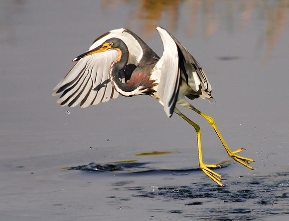 Tricolored Heron after Scooping Up Small Fish