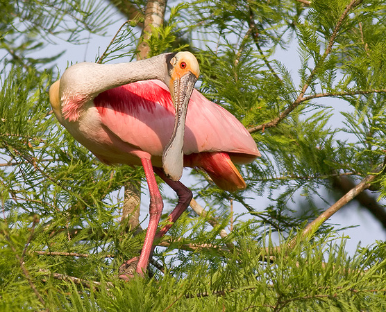 Roseate Spoonbill