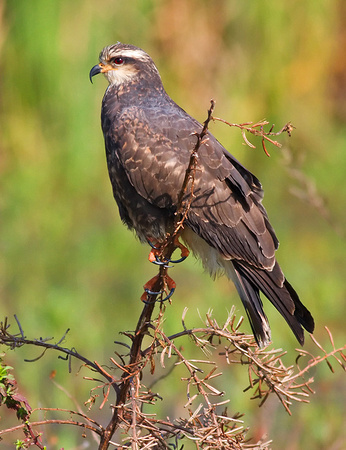 Snail Kite