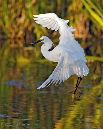 Snowy Egret