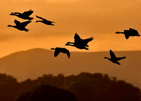 Canada Geese at Sunset