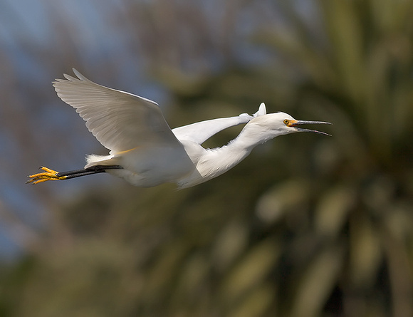 Snowy Egret