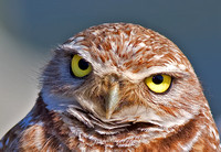 Burrowing Owl