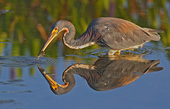 Tricolored Heron