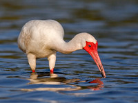 White Ibis
