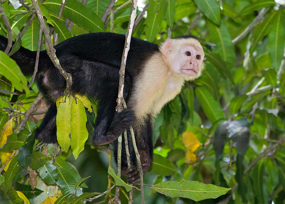 White-Faced Capuchin Monkey