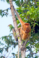 Proboscis Monkey Infant with Vigilant Mother
