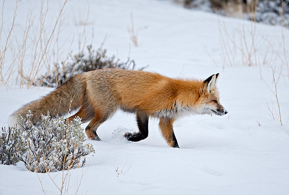 Red Fox Moving In