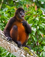 Spider Monkey Observing Other Monkeys