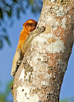 Female Proboscis Monkey