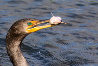 Cormorant with Fish