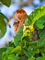 Proboscis Monkey Mother and Infant
